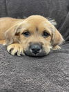 adoptable Dog in  named WILLIE