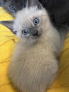 adoptable Cat in  named A211298