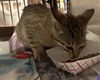 adoptable Cat in  named LEO