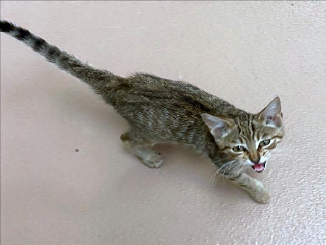 adoptable Cat in Plano, TX named RASCAL