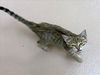 adoptable Cat in Plano, TX named RASCAL