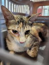 adoptable Cat in  named BROOKLYN