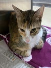 adoptable Cat in Plano, TX named BROOKLYN