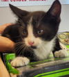 adoptable Cat in Plano, TX named ASHER