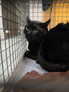 adoptable Cat in  named WINSTON