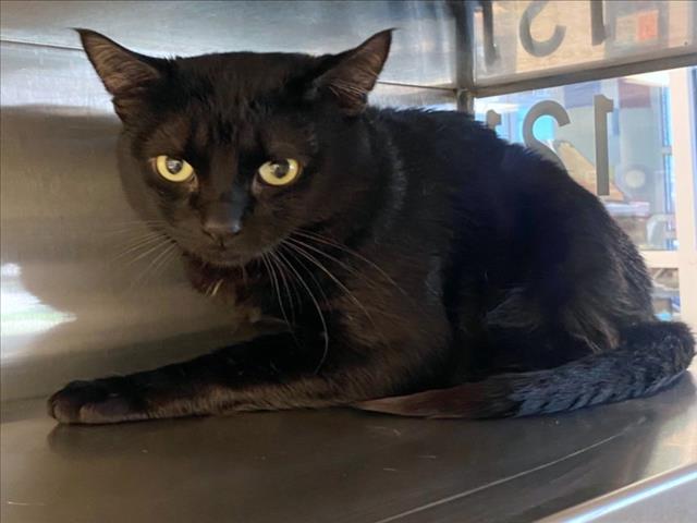 adoptable Cat in Plano, TX named WINSTON