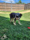 adoptable Dog in  named GEORGE