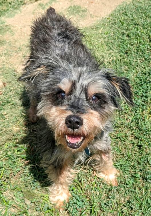 adoptable Dog in Plano, TX named GEORGE