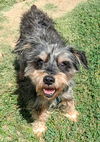 adoptable Dog in Plano, TX named GEORGE