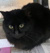 adoptable Cat in  named EMMIE