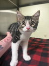 adoptable Cat in  named CHECKERS