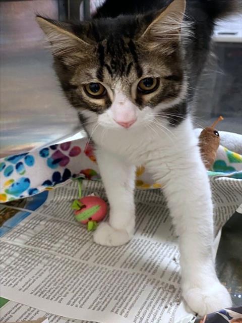 adoptable Cat in Plano, TX named CHECKERS