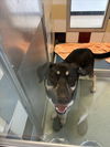 adoptable Dog in  named REX