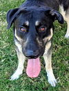 adoptable Dog in Plano, TX named REX