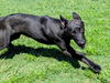 adoptable Dog in Plano, TX named WINONA