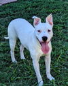adoptable Dog in Plano, TX named MIRACLE