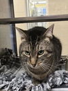 adoptable Cat in Plano, TX named MAVERICK