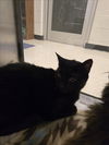 adoptable Cat in Plano, TX named YORUICHI