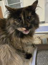 adoptable Cat in Plano, TX named NEZUKO