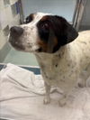 adoptable Dog in Plano, TX named OLIVE
