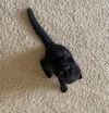 adoptable Cat in  named HAMILTON