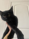 adoptable Cat in  named LANDO