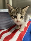 adoptable Cat in  named FLOWER