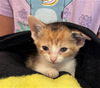 adoptable Cat in  named KIWI