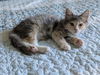 adoptable Cat in  named WINNIE