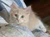 adoptable Cat in  named WAYLON