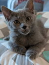 adoptable Cat in  named WILLOW