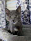 adoptable Cat in  named WILHELMINA