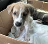 adoptable Dog in  named ARIANA
