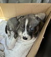 adoptable Dog in  named BELLA