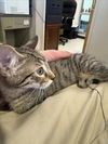 adoptable Cat in  named TOMMY