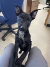 adoptable Dog in  named A212253