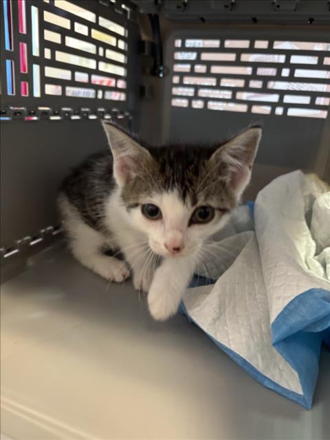 adoptable Cat in Plano, TX named SARGEANT