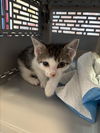 adoptable Cat in  named SARGEANT
