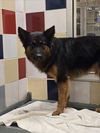 adoptable Dog in  named HUFF HINES