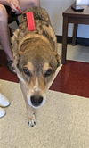 adoptable Dog in  named PABLO