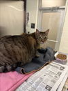 adoptable Cat in  named BREA