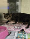 adoptable Cat in  named KING