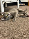 adoptable Cat in  named VERA