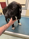 adoptable Dog in  named BLAZE