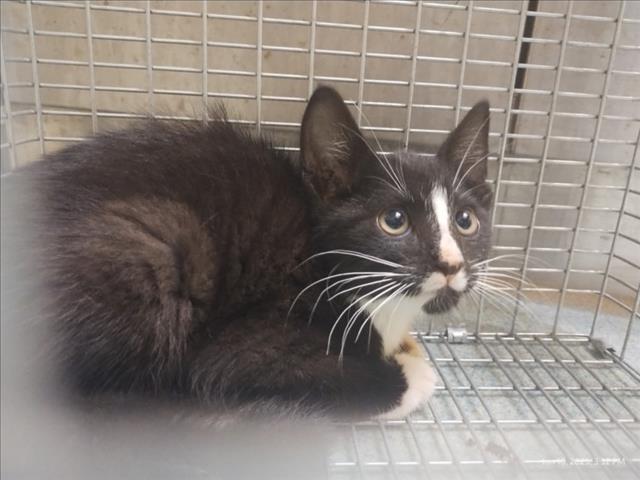 adoptable Cat in Plano, TX named SOCKS