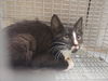 adoptable Cat in  named SOCKS