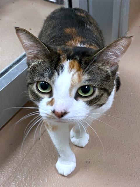 adoptable Cat in Plano, TX named CUPCAKE