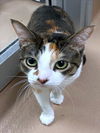 adoptable Cat in  named CUPCAKE