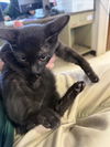adoptable Cat in  named A212211