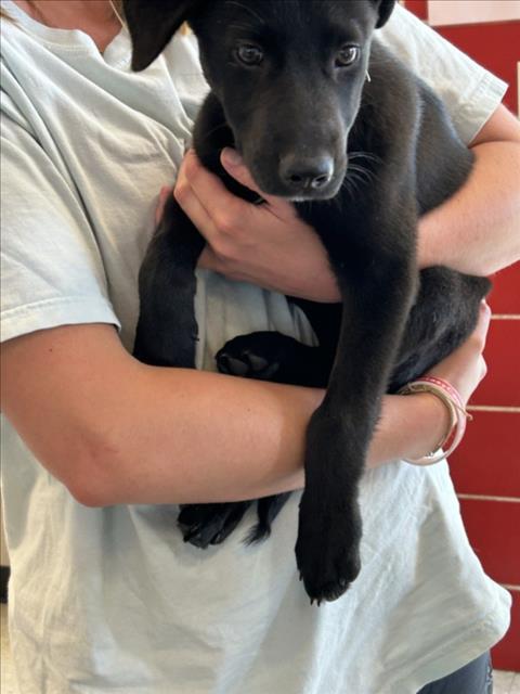 adoptable Dog in Plano, TX named CLAIRE